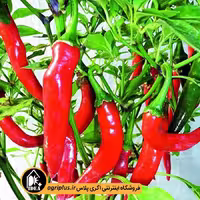بذر فلفل تند پفکی هاشمی پاسارگاد