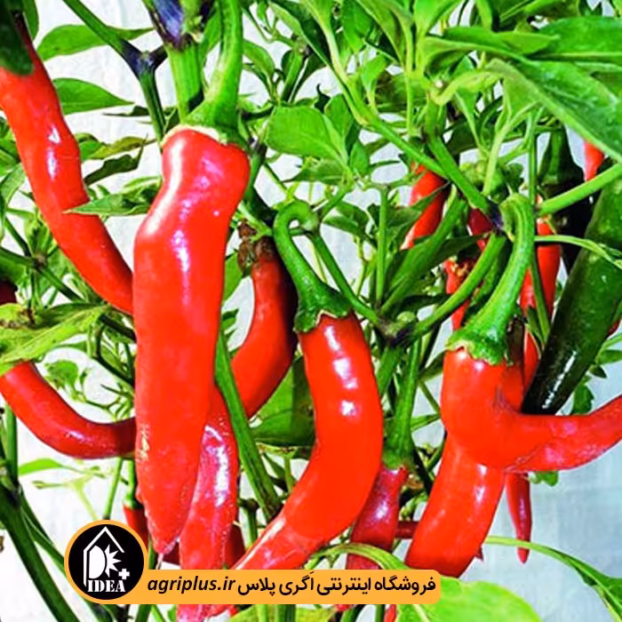 بذر فلفل تند پفکی هاشمی پاسارگاد