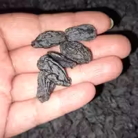 مویز  ازبکستانی 