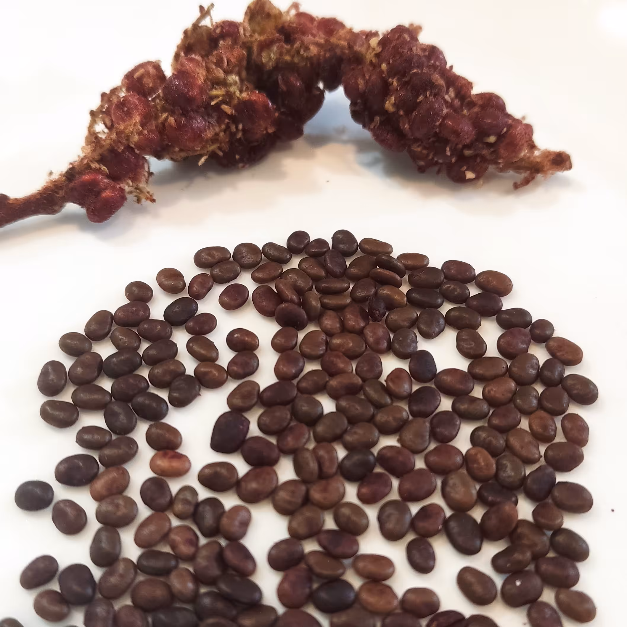 هسته سماق قرمز ، بدون آسیاب 