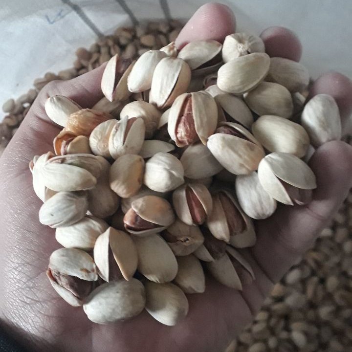 1 کیلو پسته کله قوچی درجه یک محصول شهرآیسک با کیفیت عالی و تضمین شده