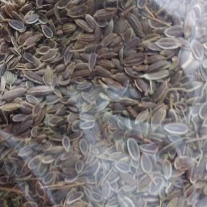 بذر شوید خوراکی