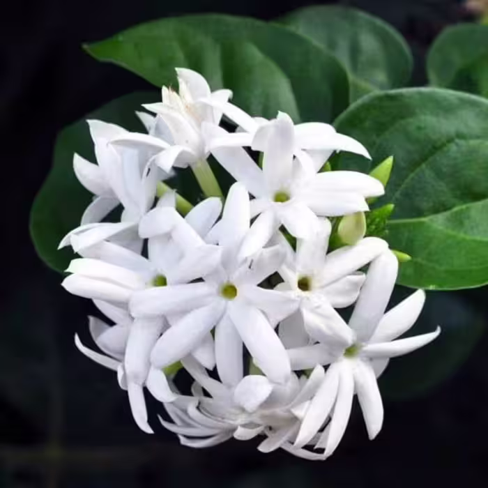 عطر خالص گل یاس رازقی، بسیار غلیظ، مقدار یک گرم