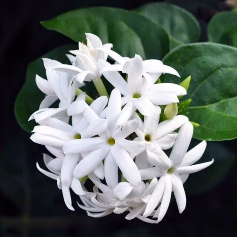 عطر خالص گل یاس رازقی، بسیار غلیظ، مقدار یک گرم