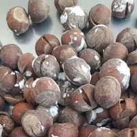 فندق نمکی لوکس و برشته ( 10 کیلویی)