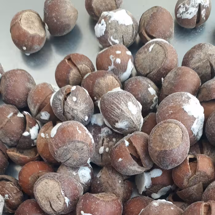 فندق نمکی لوکس و برشته ( 10 کیلویی)