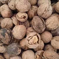 گردوی پر چرب تویسرکان(تضمین کیفیت)1850 گرمی