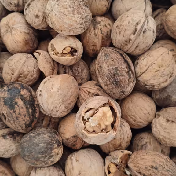 گردوی پر چرب تویسرکان(تضمین کیفیت)1850 گرمی