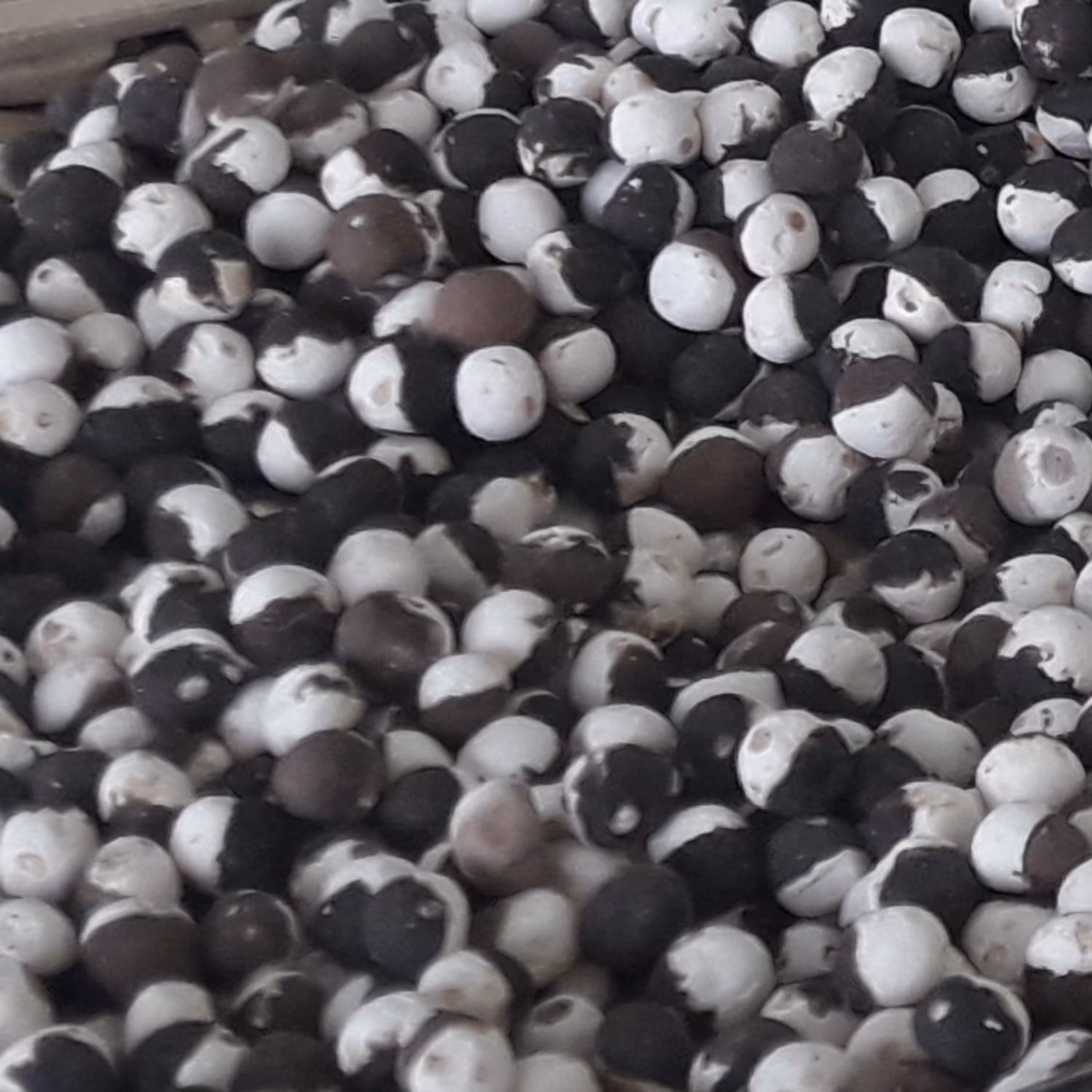 کشک دو رنگ درجه یک نقلی قوچان 