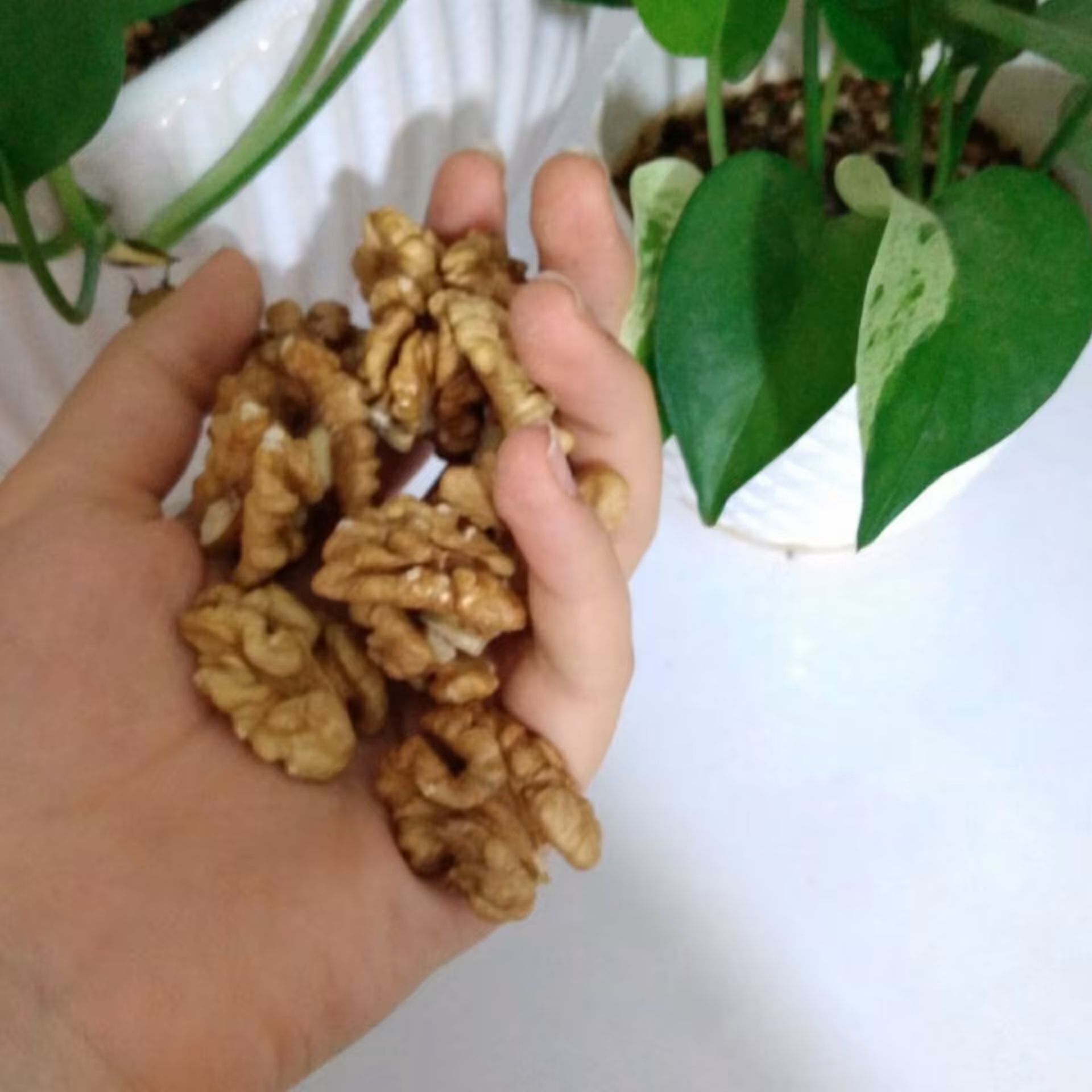 گردوی تبریز