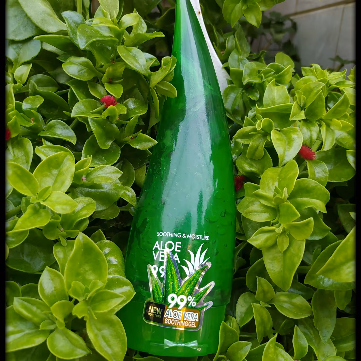 ژل آلوئه ورا  آبرسان 