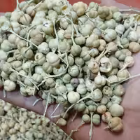 اسپند 250گرم   