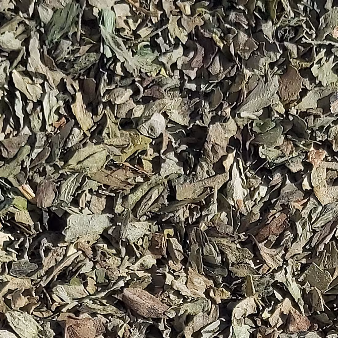 سبزی خشک ریحان - (فله 1 کیلویی) - محصولی از برند صادراتی فردوس ناب