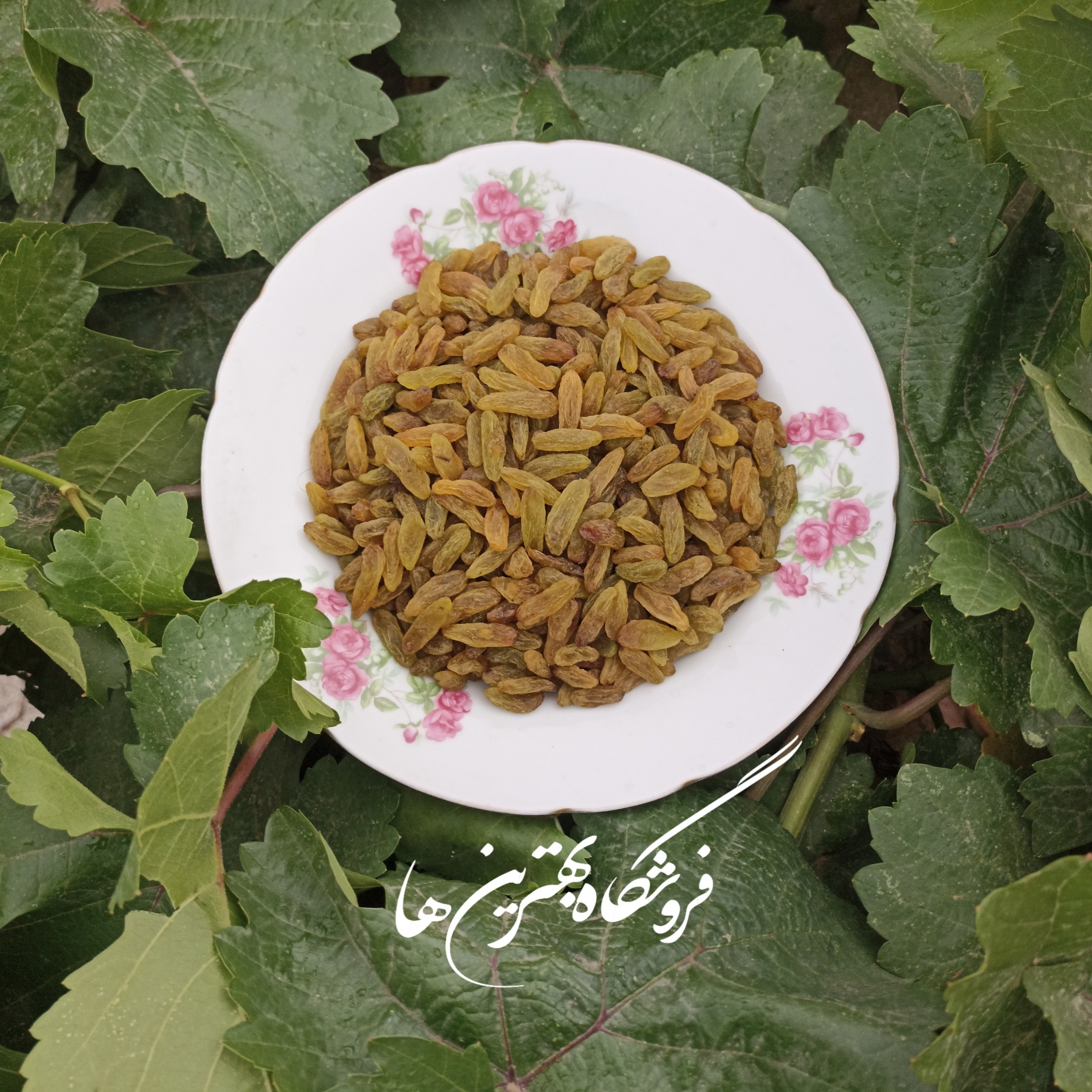 کشمش سبز قلمی نیم کیلویی