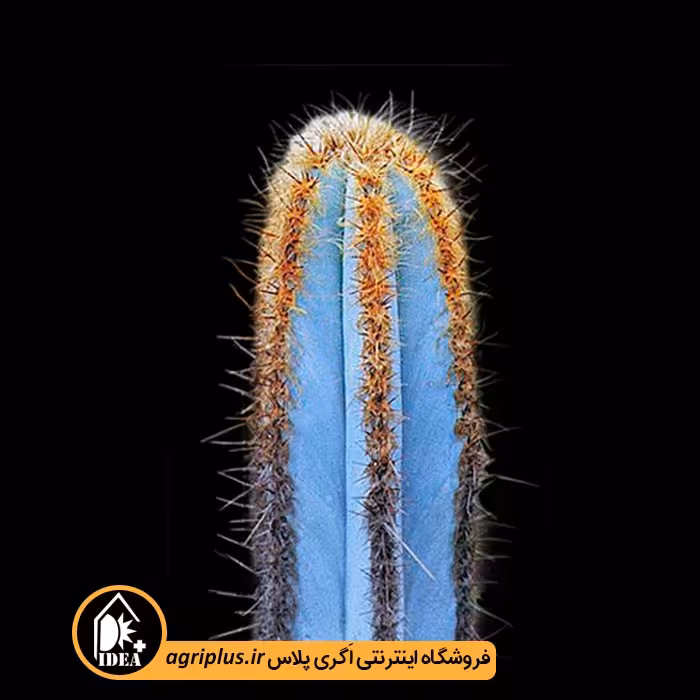 بذر کاکتوس Pilosocereus Fulvilanatus
