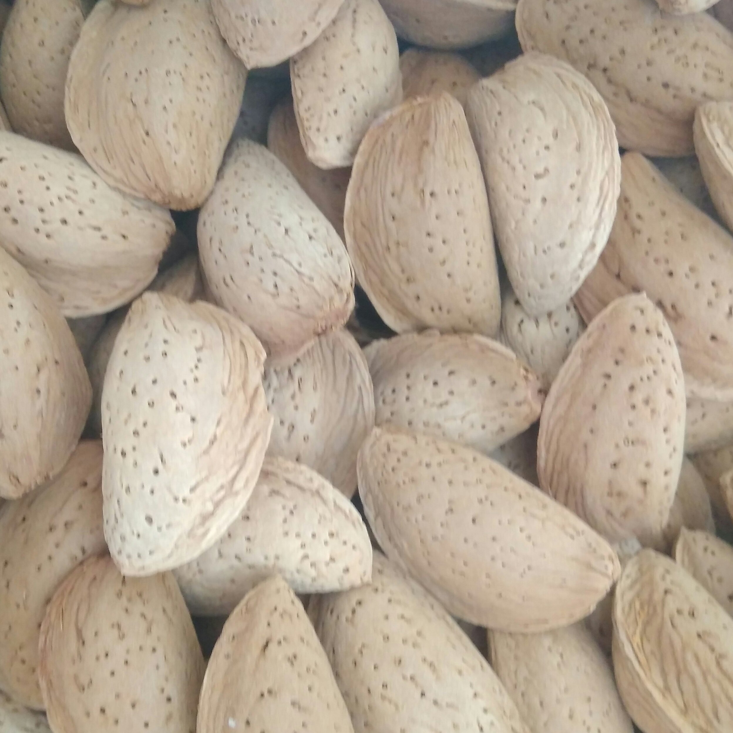 بادام مامایی یک کیلویی 