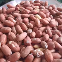 بادام زمینی ترد و تازه اصل  آستانه اشرفیه 1 کیلویی فروشگاه گیتی 