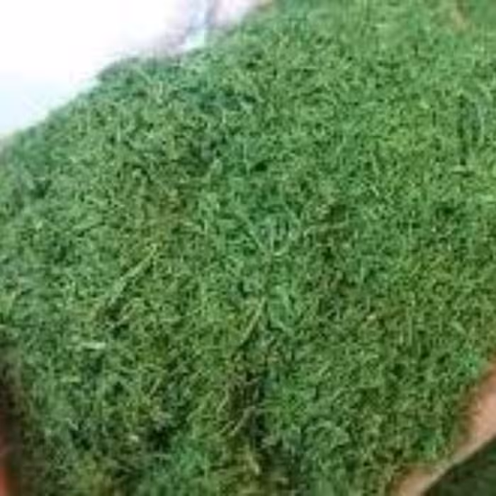 شوید خشک سبز  100گرم