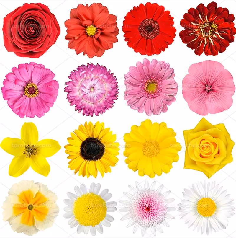 عکس گل های رنگارنگ | گرافیک با طعم تربچه