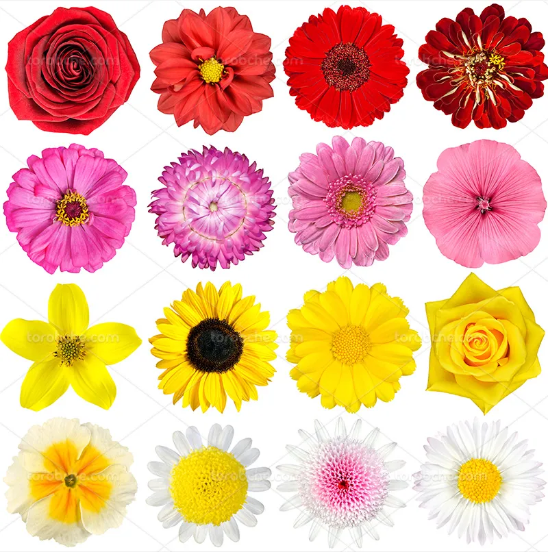 عکس گل های رنگارنگ | گرافیک با طعم تربچه