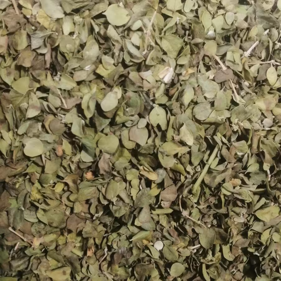 برگ اویشن شیراز