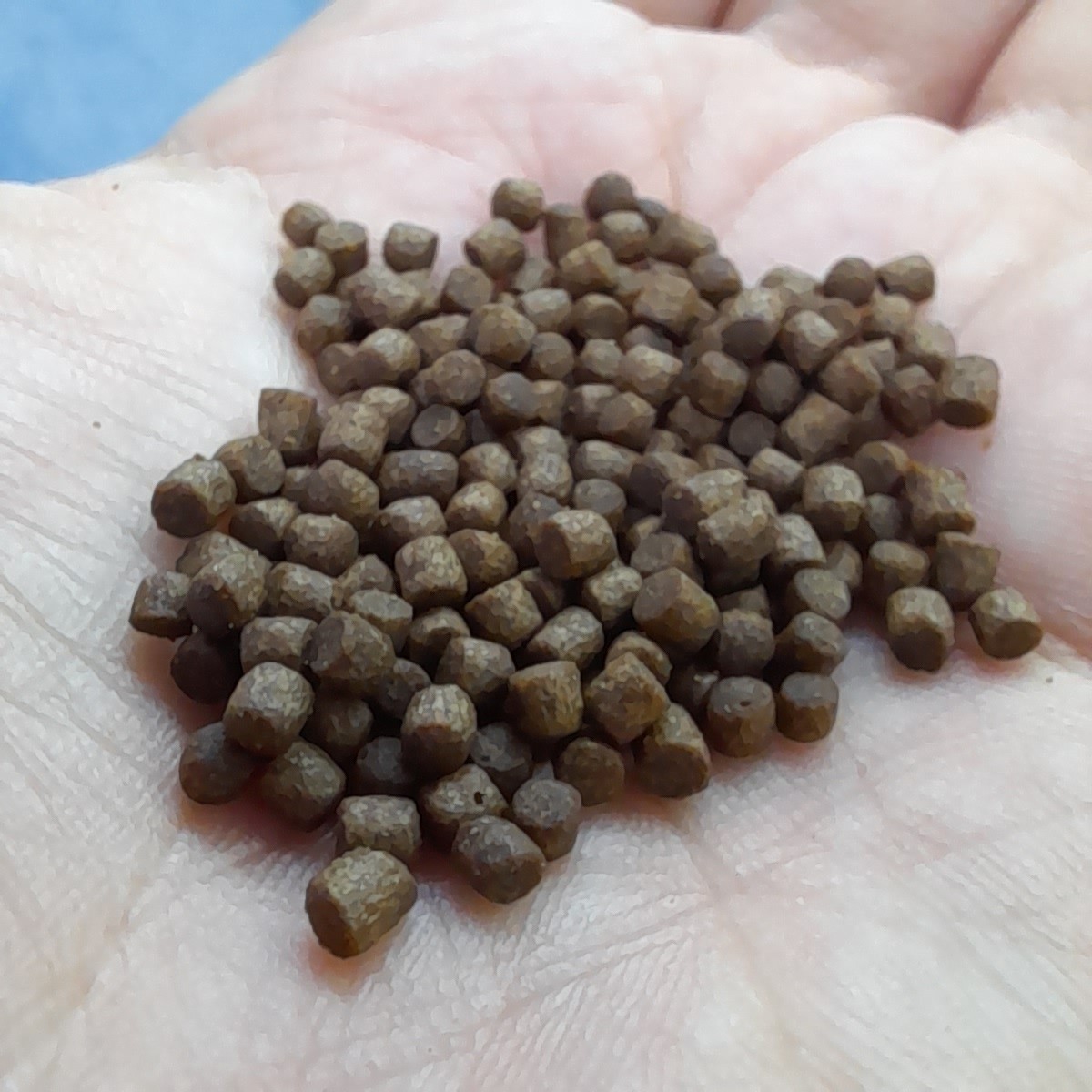 غذای عمومی روآبی ماهی آکواریوم 100 گرم (2 میل- گلدفیش، گوشت خوار 6 تا 14 سانتی)