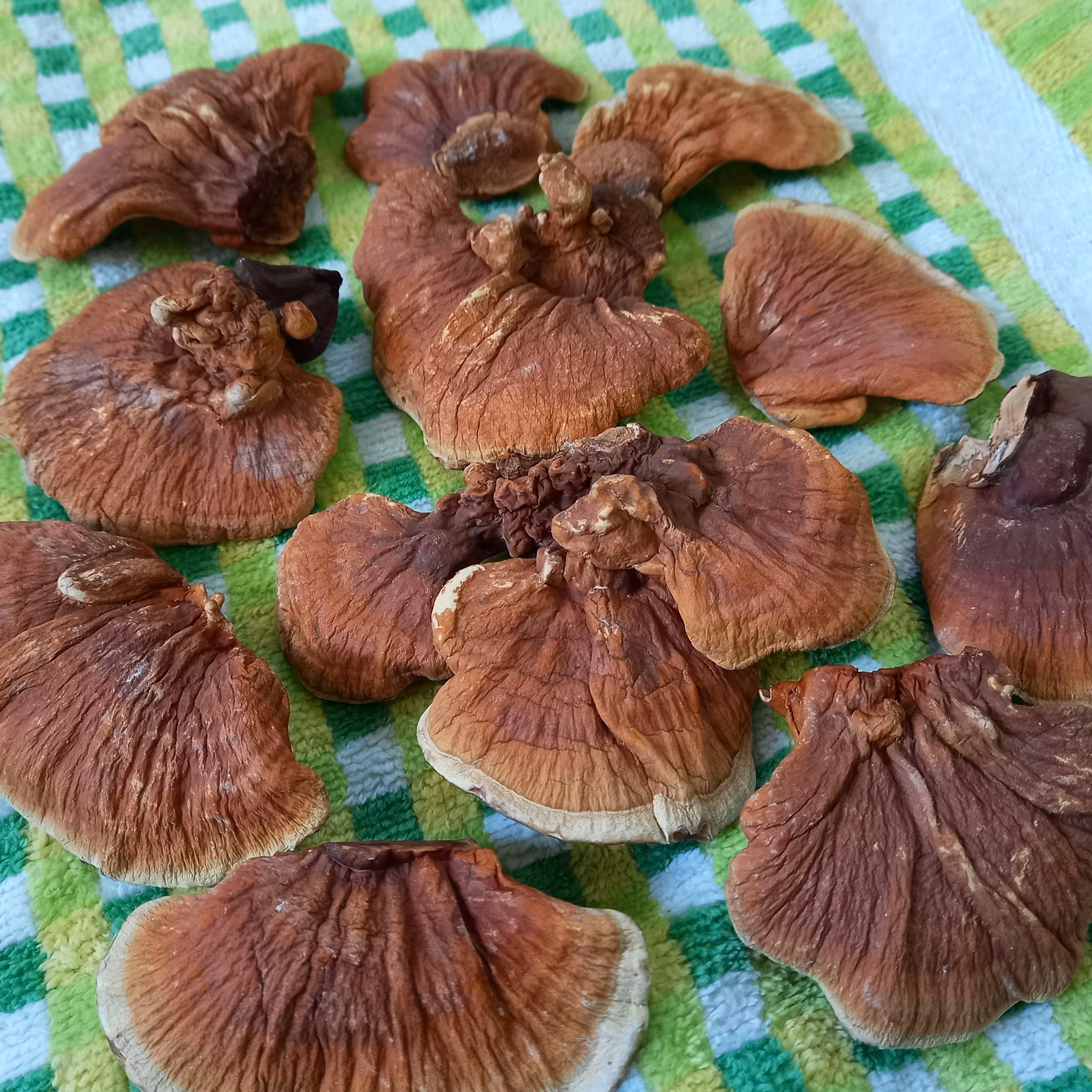 قارچ گانودرما مزرعه ی خودمون (1000 گرم)