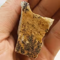 سنگ راف 100 در 100 طبیعی شجر دندریتی یا فسیلی محشر خاص شااهکار خلقت
شجر واضح خاا اااا اااص