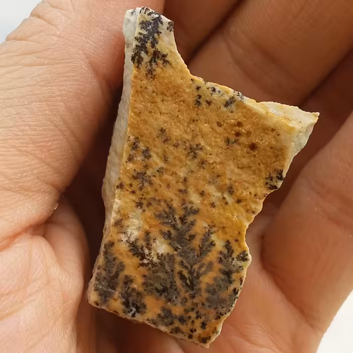 سنگ راف 100 در 100 طبیعی شجر دندریتی یا فسیلی محشر خاص شااهکار خلقت
شجر واضح خاا اااا اااص