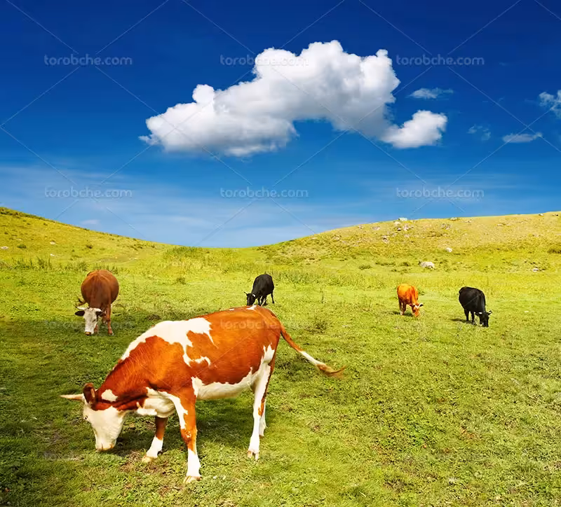 عکس مزرعه گاو | گرافیک با طعم تربچه