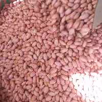 بادام زمینی خوشمزه آستانه اشرفیه دو کیلو ارسال رایگان