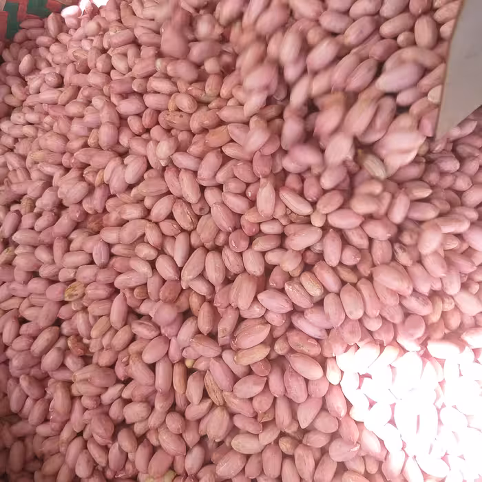 بادام زمینی خوشمزه آستانه اشرفیه دو کیلو ارسال رایگان