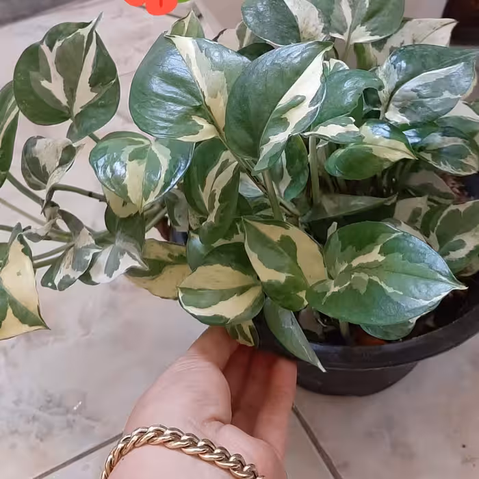 خاک گل  در بسته 4کیلویی که بافتی  بسیار سبک و نرم دارد .با قیمتی مناسب بدون دخالت واسطه تهیه میکنم.برای عاشقان گل 