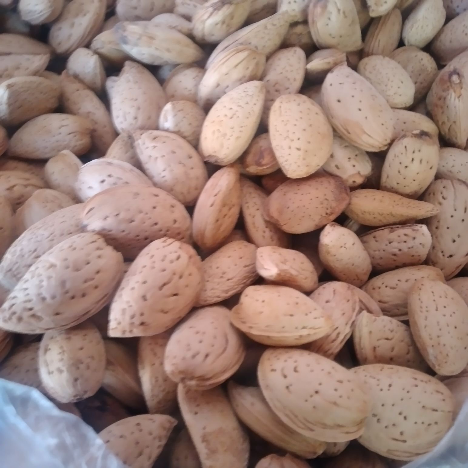 بادام درختی