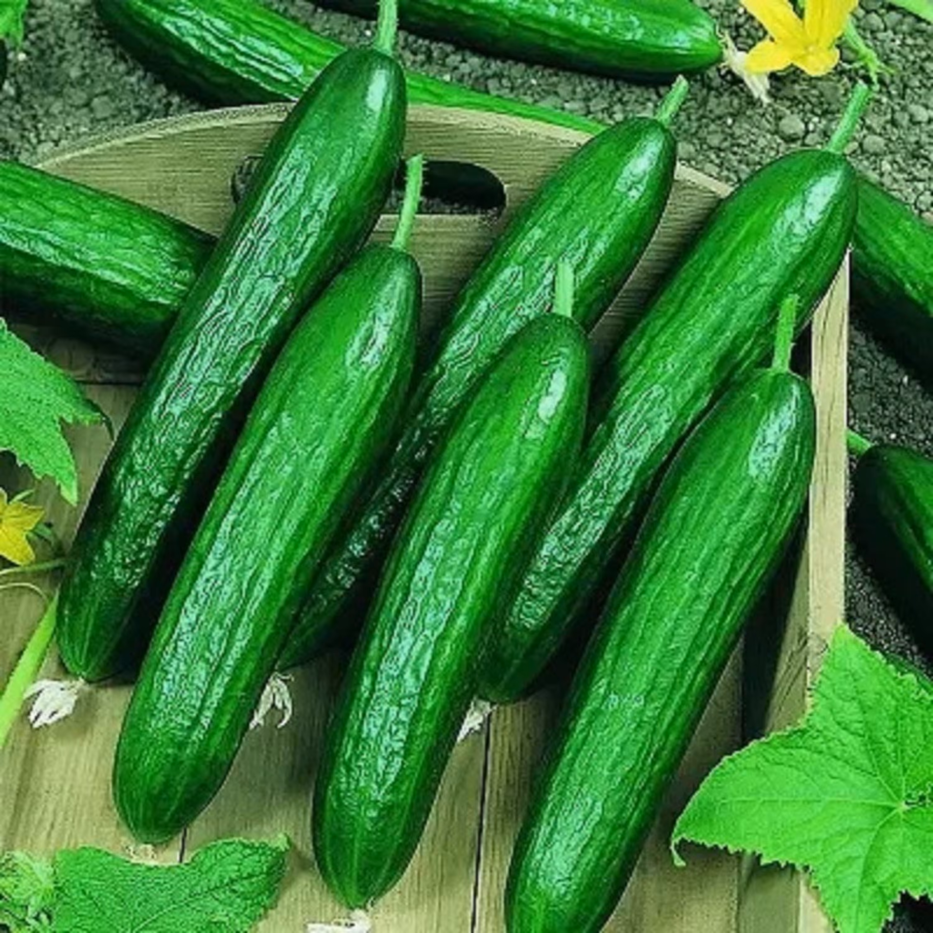بذر خیار بیت آلفا