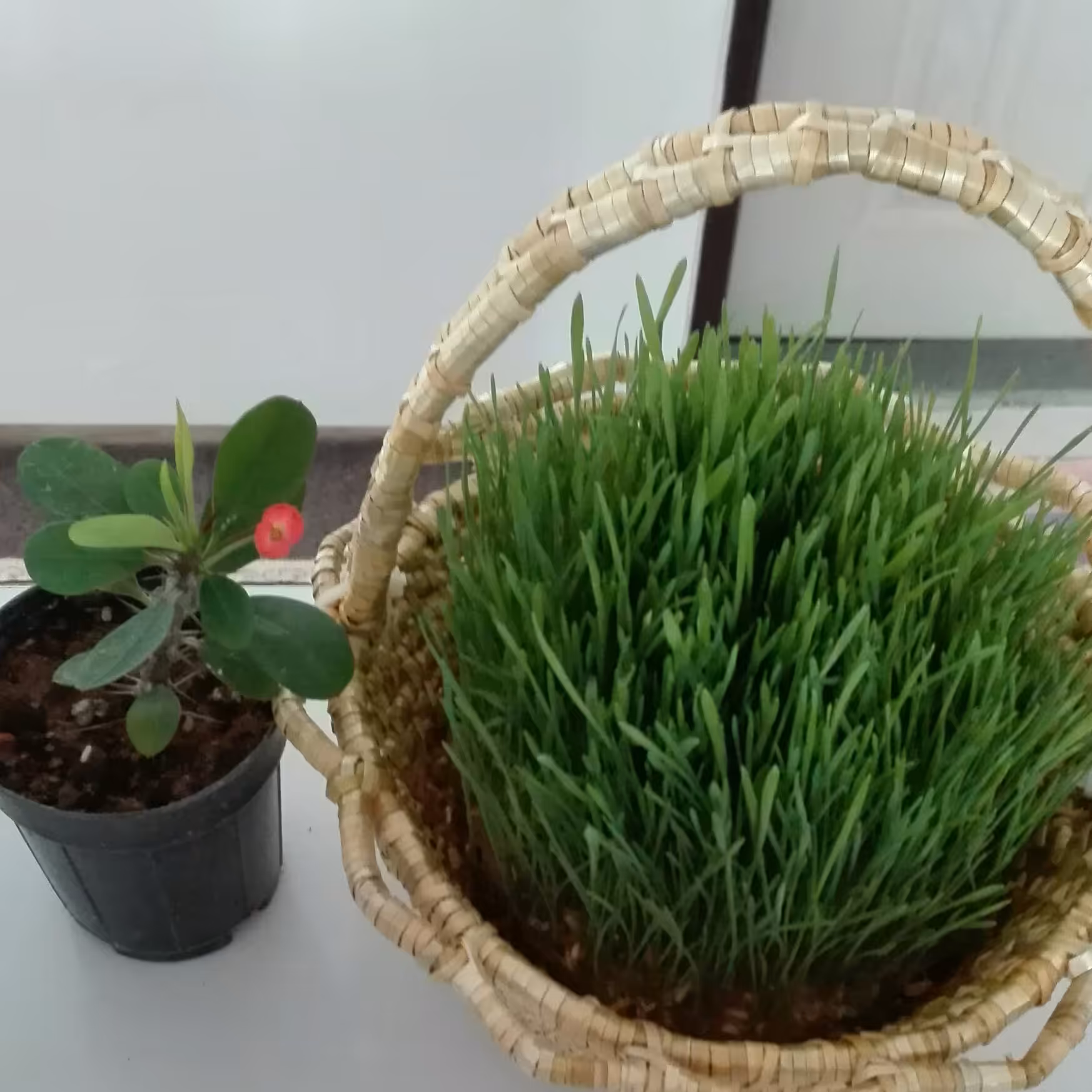 سبزه با سبد