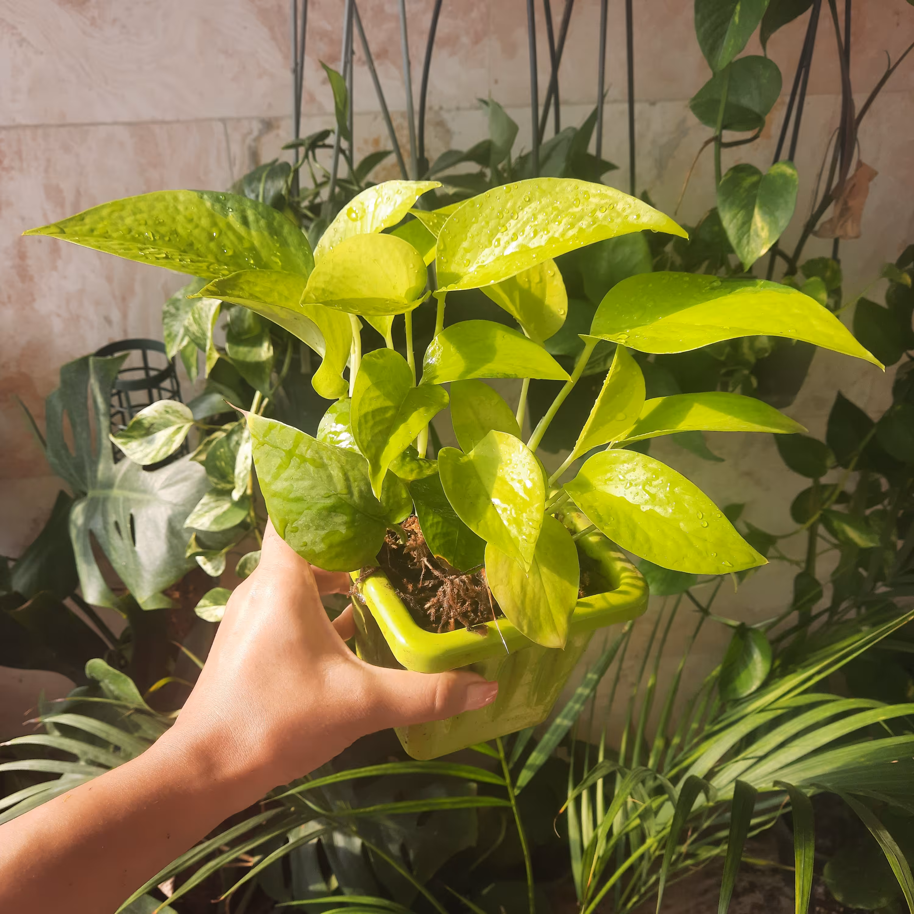 پتوس نئون به همراه گلدان 