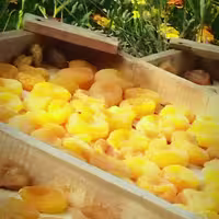 قیسی 500گرمی افتابی نرم و گوشتی امسالی میوه خشک ارس