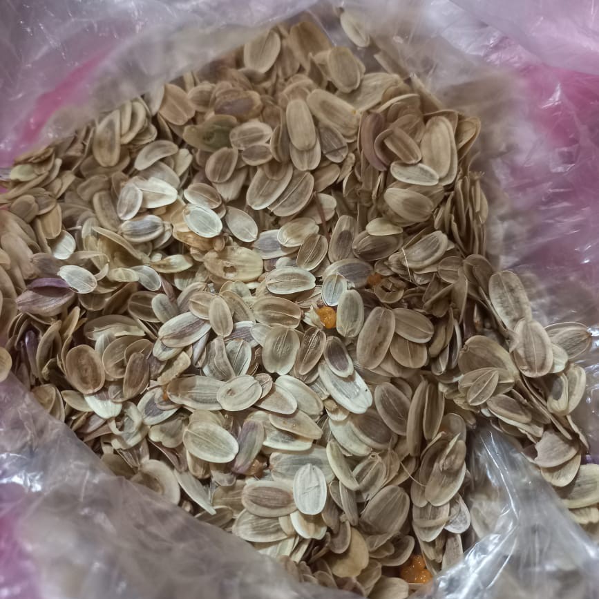 بذر آنغوزه کاملا تازه بسته 100 گرمی