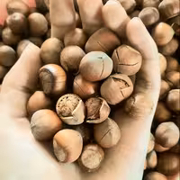 فندق خندان خام اشکور (500گرم) فیدنو