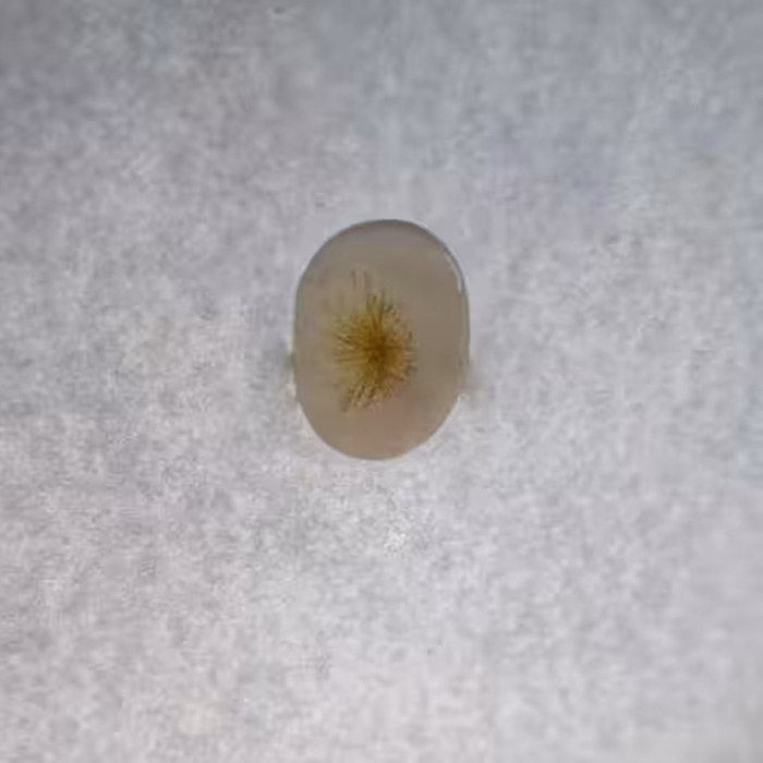 سنگ شجر کد 40031