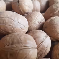 گردوی خارجی