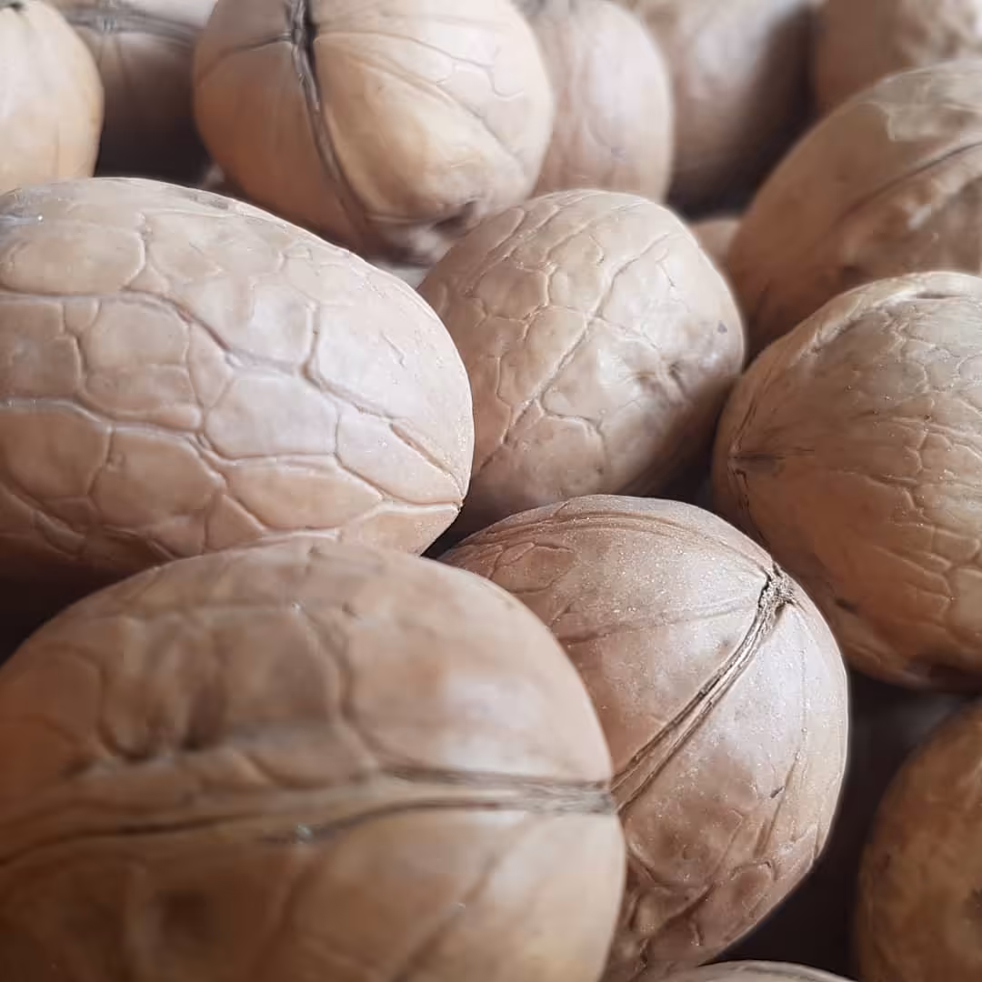 گردوی خارجی