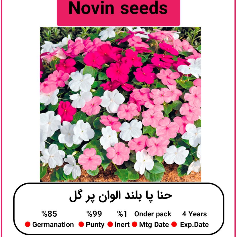 بذر گل حنا پا بلند الوان