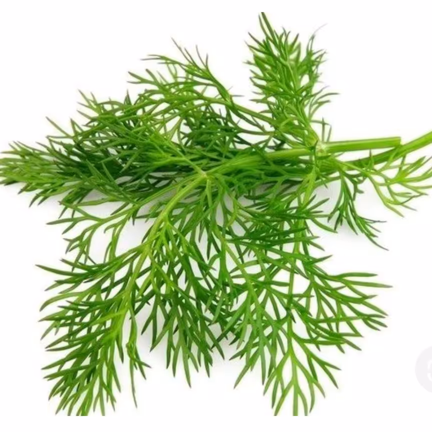 بذر  سبزی شوید بسته (1000 عددی). 