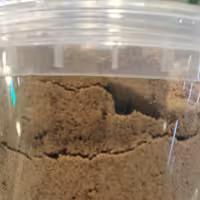 قوتو و قاووت اصل کرمان(250 گرم) 
قاووت 