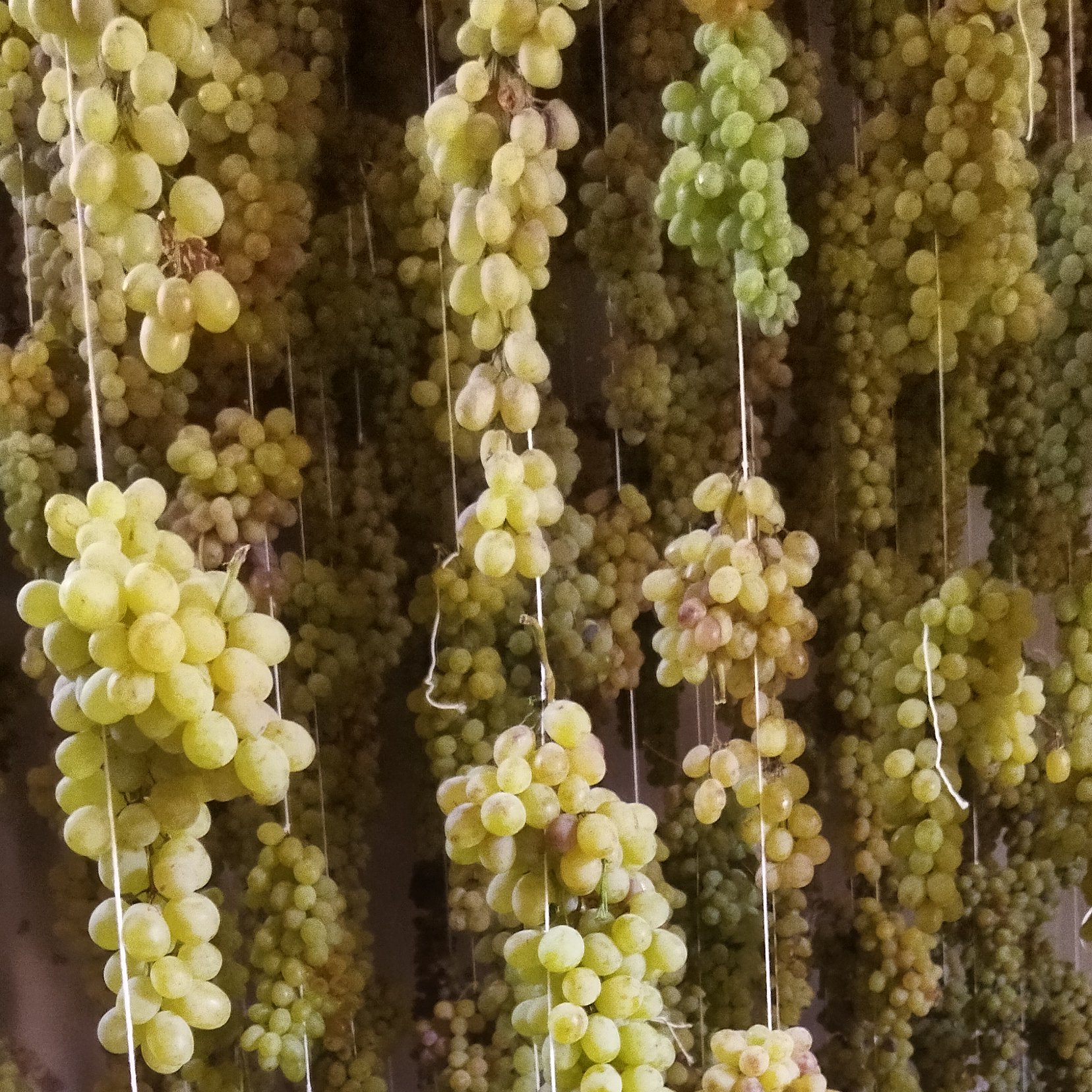 کشمش سبز بوانات کاملاً ارگانیک