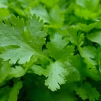 سبزی جعفری محلی (3000گرمی)