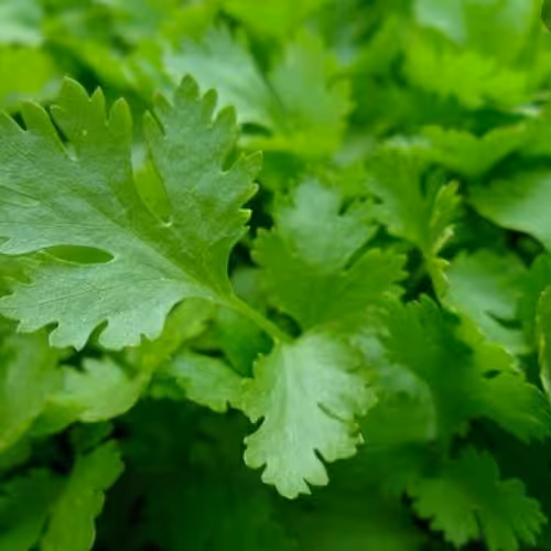 سبزی جعفری محلی (3000گرمی)