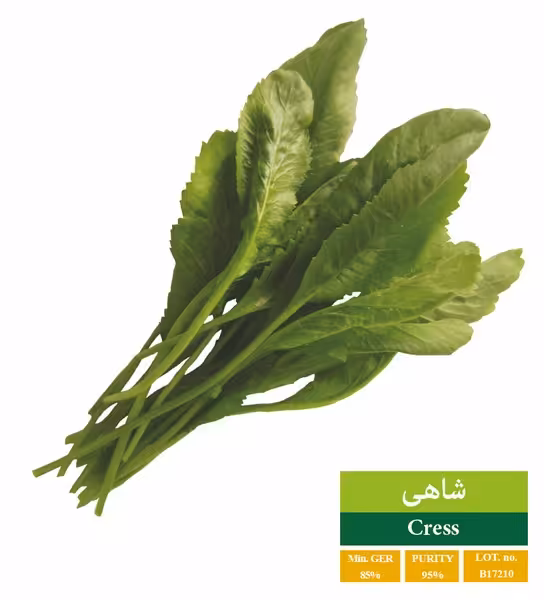 بذر شاهی دانتک - بذر طلایی رویان